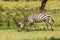 african plains zebra on the dry brown savannah grasslands browsing and grazing.