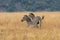 African plains zebra on the dry brown savannah grasslands browsing and grazing