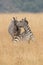 African plains zebra on the dry brown savannah grasslands browsing and grazing.