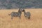 African plains zebra on the dry brown savannah grasslands browsing and grazing.