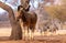 African plains zebra on the dry yellow savannah grasslands.