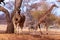 African plains zebra on the dry yellow savannah grasslands.