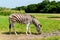 African plains zebra on green savannah grasslands