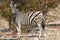 African Plains zebra in Namibian savanna