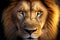 african predators close-up portrait of lion's head