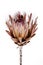 African Protea flower