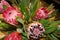 African protea flower arrangement