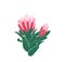 African Protea Flowers Bunch, Blooming Pink King Protea Plant Isolated on White Background. Holiday Gift, Bouquet