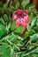 African protea in green foliage