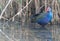 African Purple Swamp Hen in water