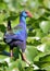 African Purple Swamphen