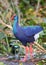 African Purple Swamphen