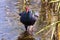 African purple swamphen