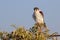 African pygmy falcon