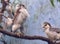 African pygmy falcons