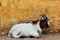 African pygmy goat