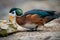 African pygmy goose