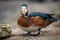 African pygmy goose