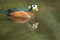 African pygmy goose