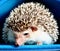 African pygmy hedgehog