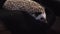 African pygmy hedgehog. Cute pet on black background.