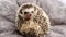 African pygmy hedgehog on fluffy background.Hedgehog portrait. Pets. Female hedgehog