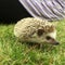 African Pygmy Hedgehog In Grass