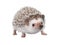 African pygmy hedgehog isolated on white background