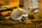 African pygmy hedgehog on moss