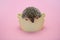 African pygmy hedgehog peeking out of basket on pink background