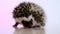 African pygmy hedgehog on a pink background.prickly pet.Gray hedgehog with white spots.hedgehog portrait.