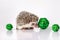African pygmy hedgehog on white background with green rattan decorative balls, looking at the camera
