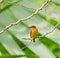 African Pygmy Kingfisher