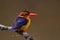 African Pygmy Kingfisher.