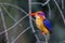 African Pygmy Kingfisher - Ceyx pictus