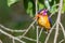 African Pygmy Kingfisher - Ceyx pictus