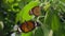 African queen Butterfly hang on green leaf