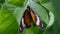 African queen Butterfly hang on green leaf