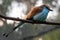 African Racket Tailed Roller Bird