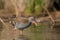 African rail (Rallus caerulescens)