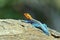 African rainbow lizard