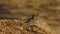 African Rainbow Lizard, Agama Agama, Africa, Wild Nature, Wildlife, Wild Animal