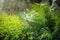 African rainforest jungle, close detail fern plants, shallow depth of field photo, only few leaves in focus