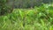 African rainforest jungle, green leaves wet from rain, panning video