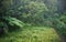 African rainforest jungle in the morning, leaves wet from dew, small river flow surrounded by grass, region near Andasibe,