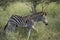 African Red-billed Oxpecker (Buphagus erythrorhync