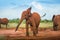 African Red elephant isolated Travelling Kenya and Tanzania Safari tour in Africa Elephants group in the savanna excursion