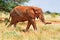 African red elephant is in wildlife reserve. Africa`s big 5 five animals.