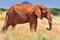 African red elephant is in wildlife reserve. Africa`s big 5 five animals.