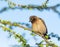 African Red-Eyed Bulbul